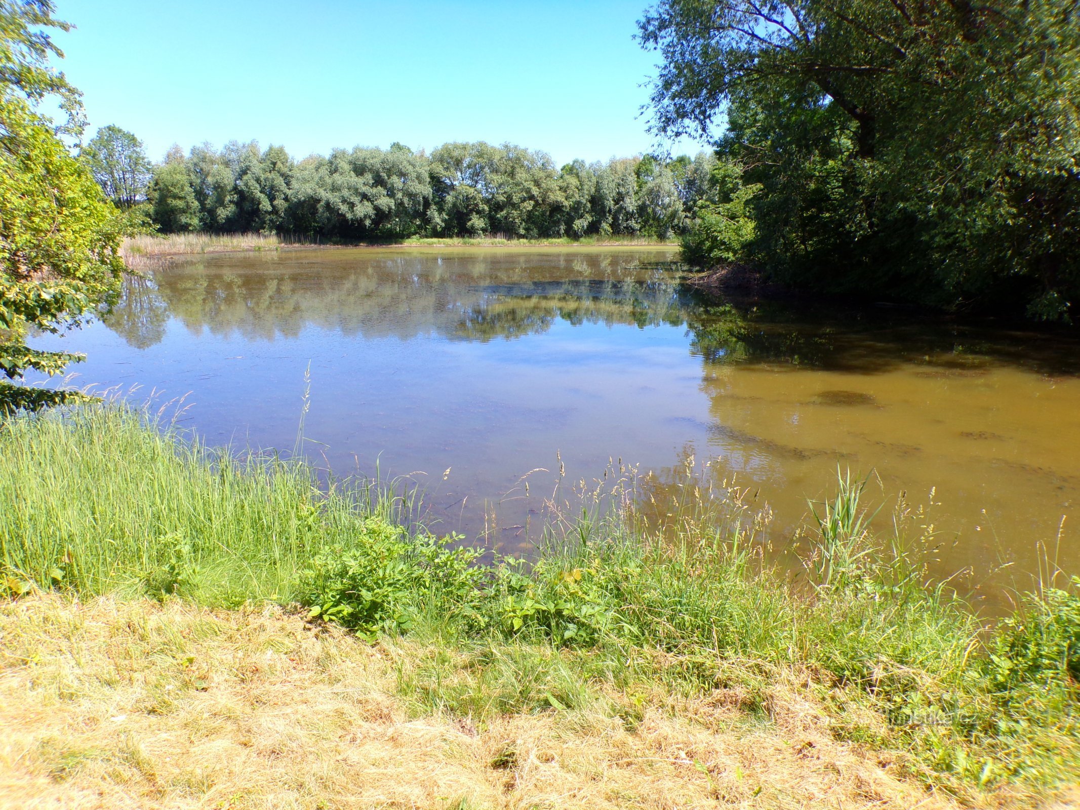 Březinský rybník (Voleč, 15.6.2022)