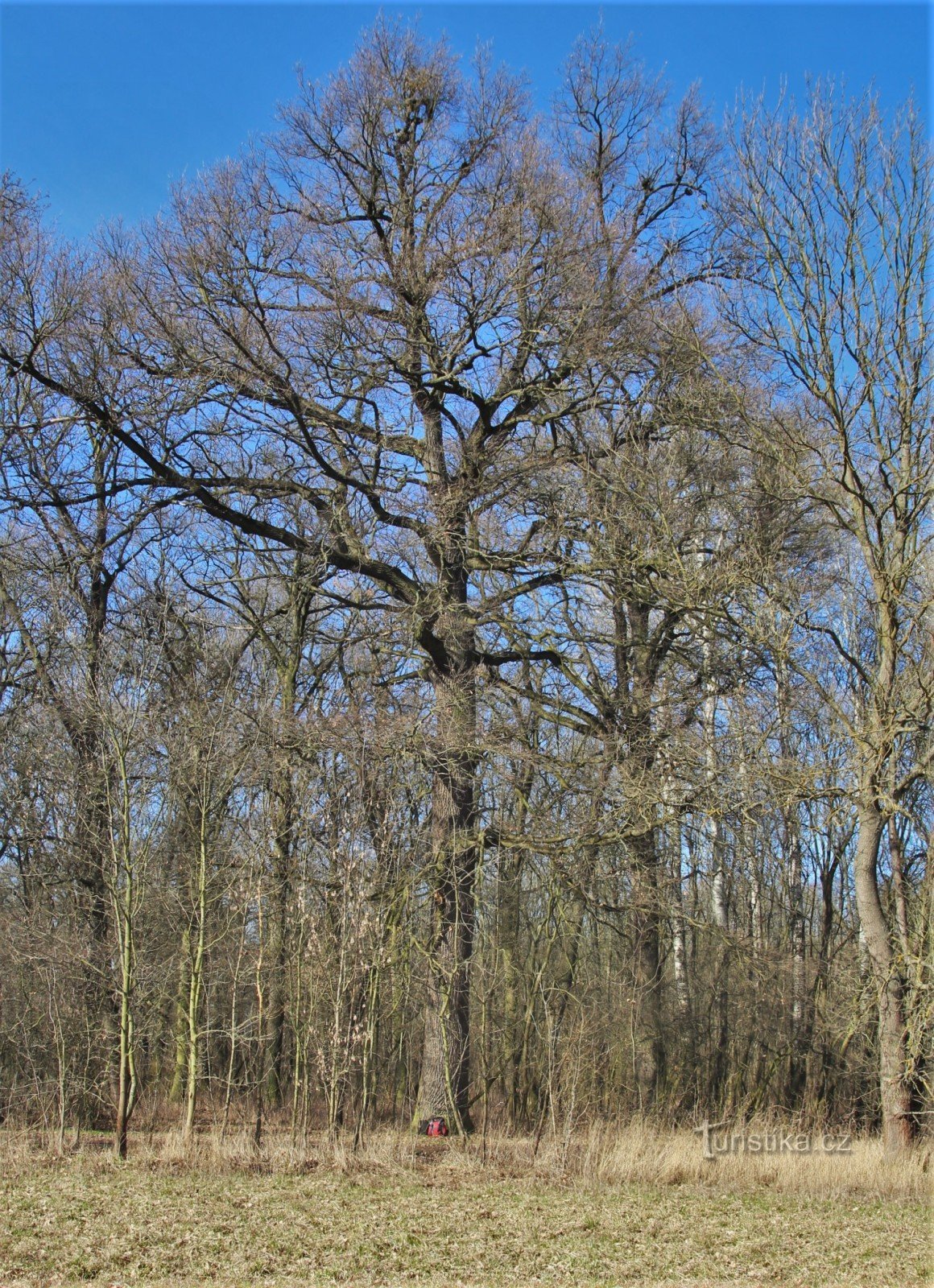 Drnholecký luh - památný dub letní