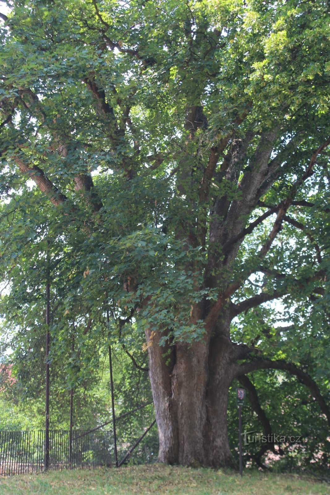Javor klen v zámeckém parku v Lomnici