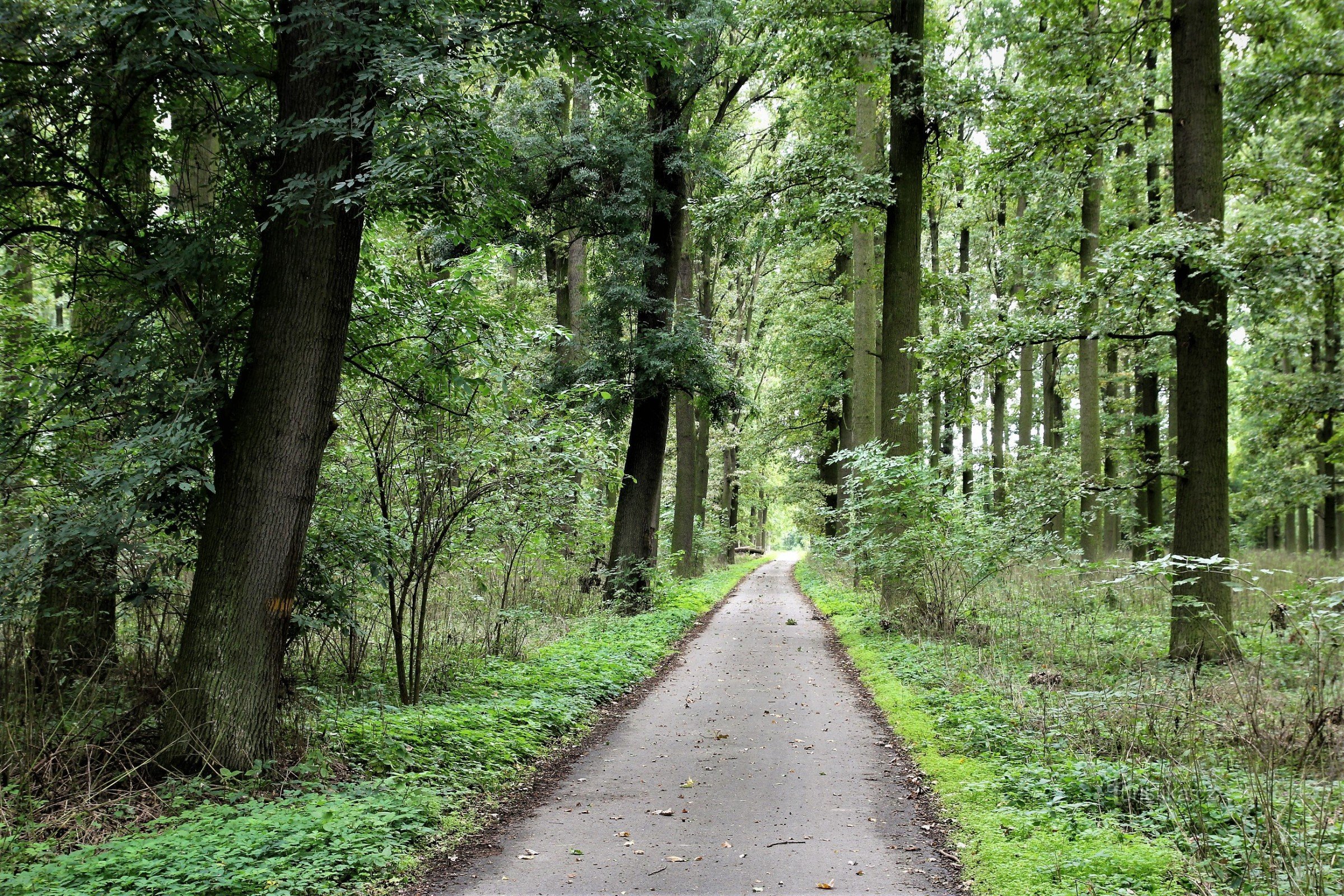 Lesní asfaltovaná cesta vedoucí Bedřichovým lesem