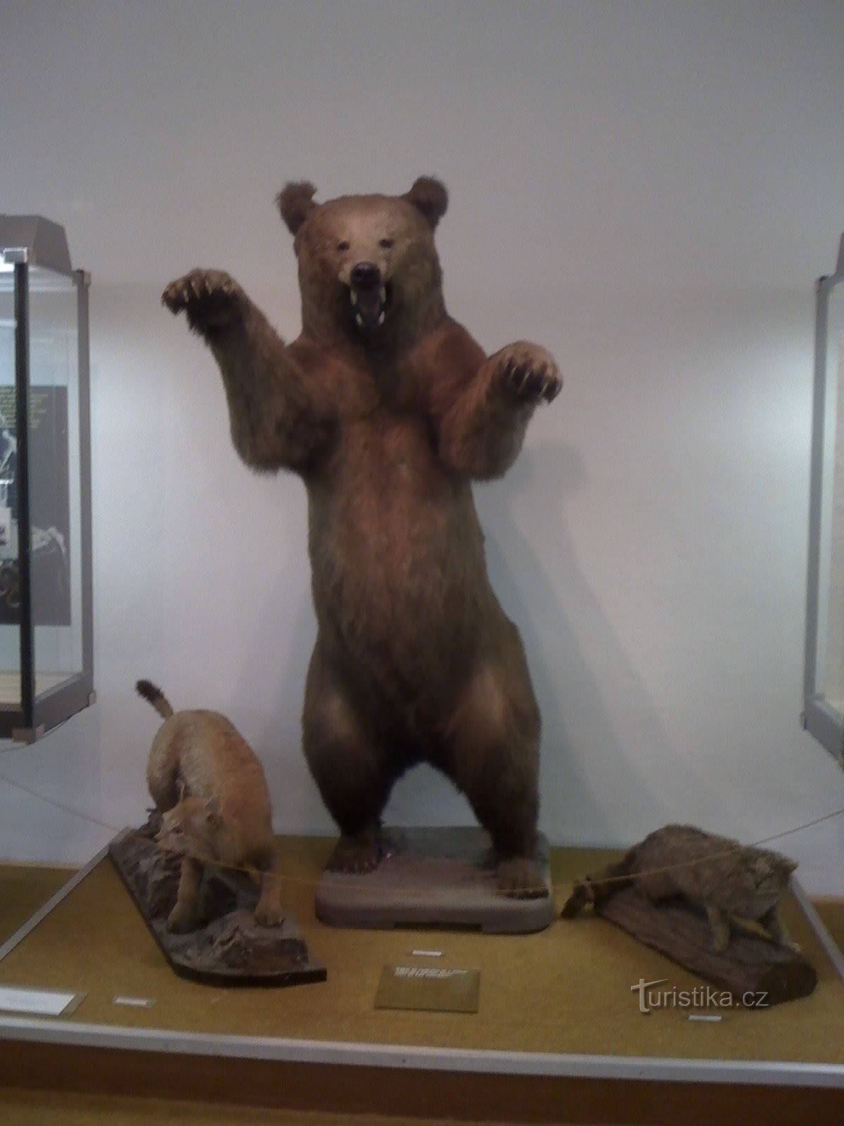 medvěd a rys