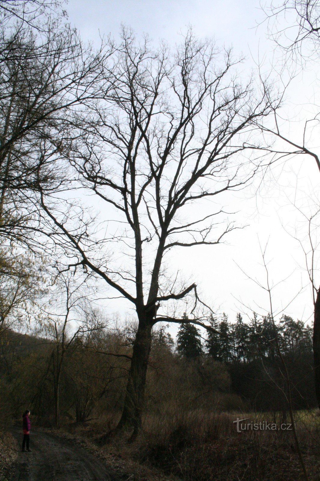 Památný dub u Svárovské hájovny