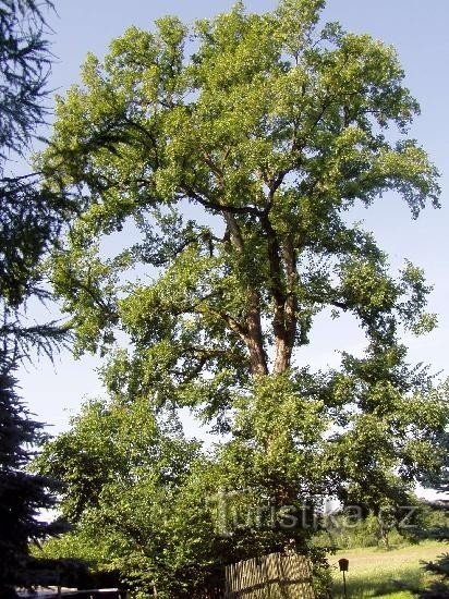 Poustecký jilm: památný strom - jilm vaz v Poustce v 7/2005
