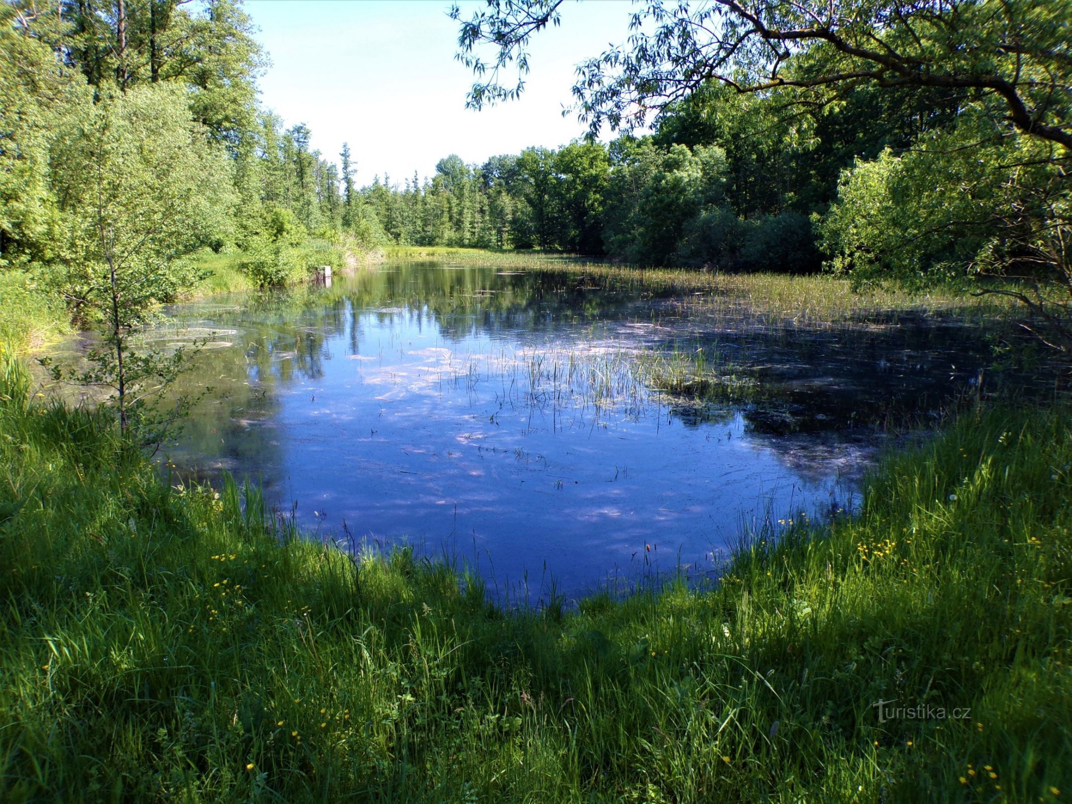 Rybník U hájenky (Těchlovice, 6.6.2021)