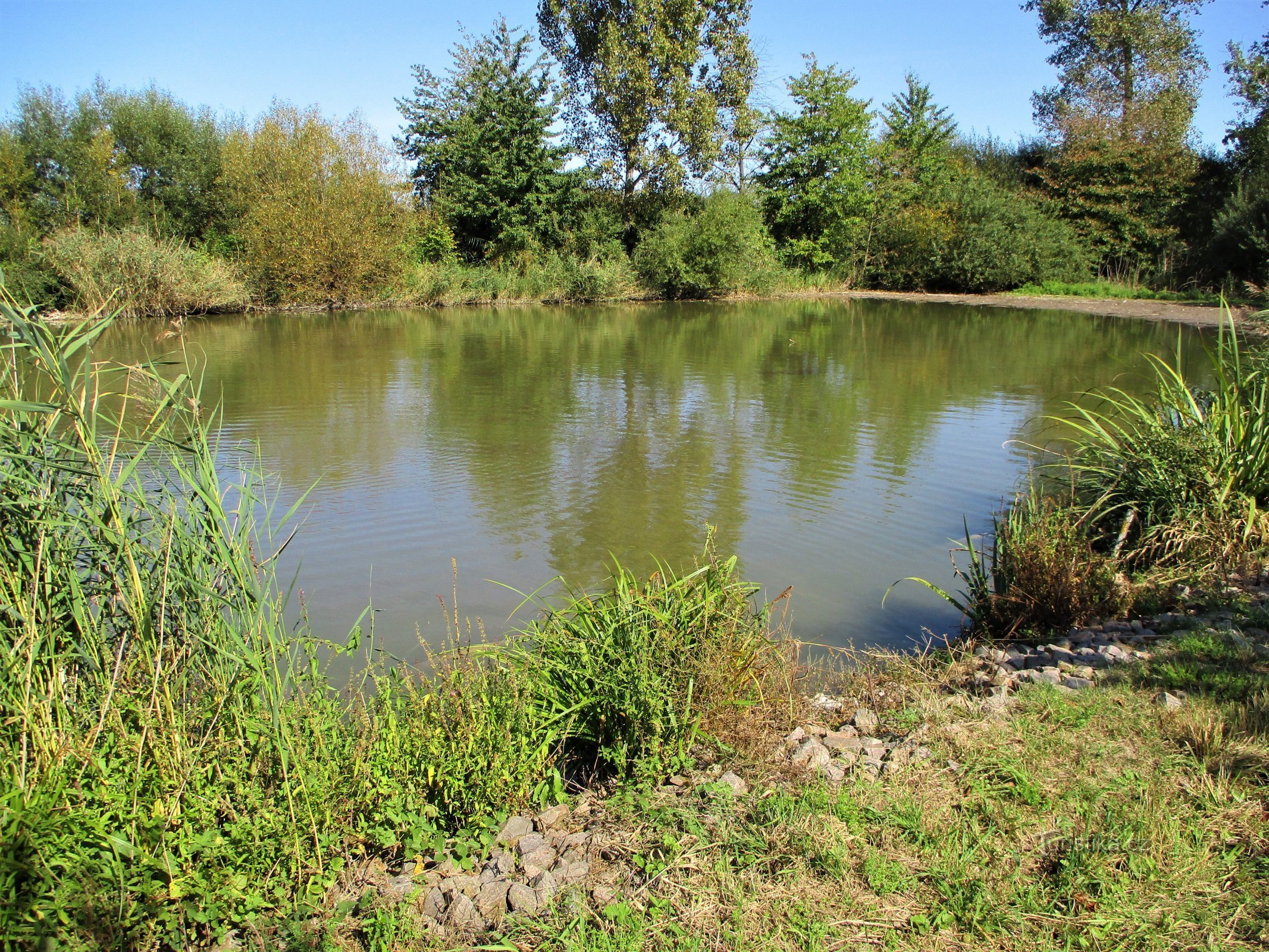 Třesický rybník (Kosičky, 18.9.2020)