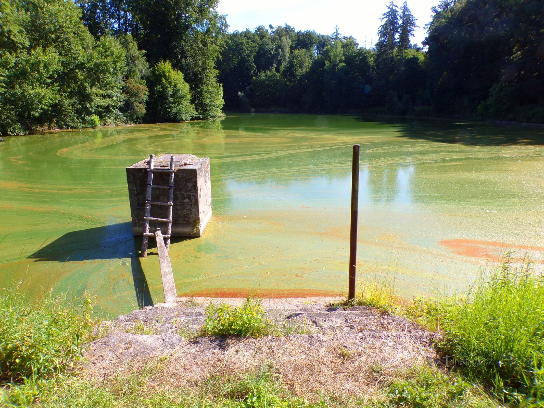 Velichovský rybník (Velichovky, 18.7.2022)