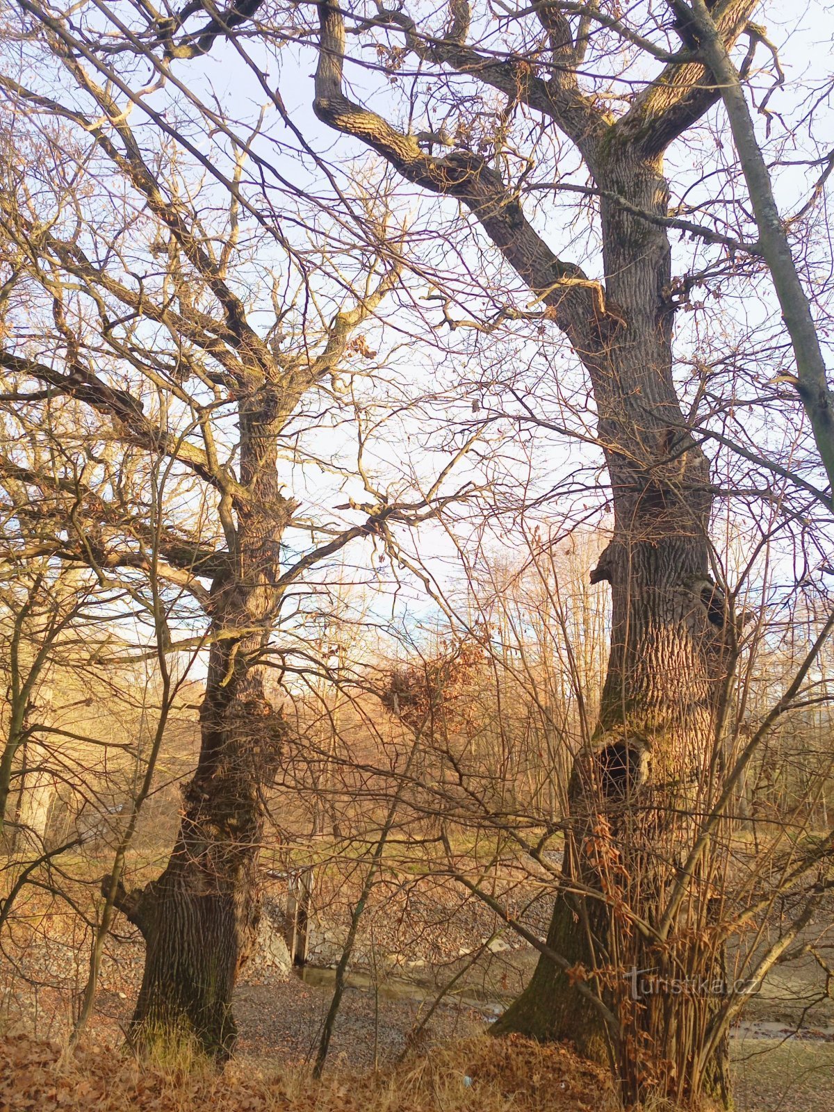 0. Oaks by the Kutíle pond