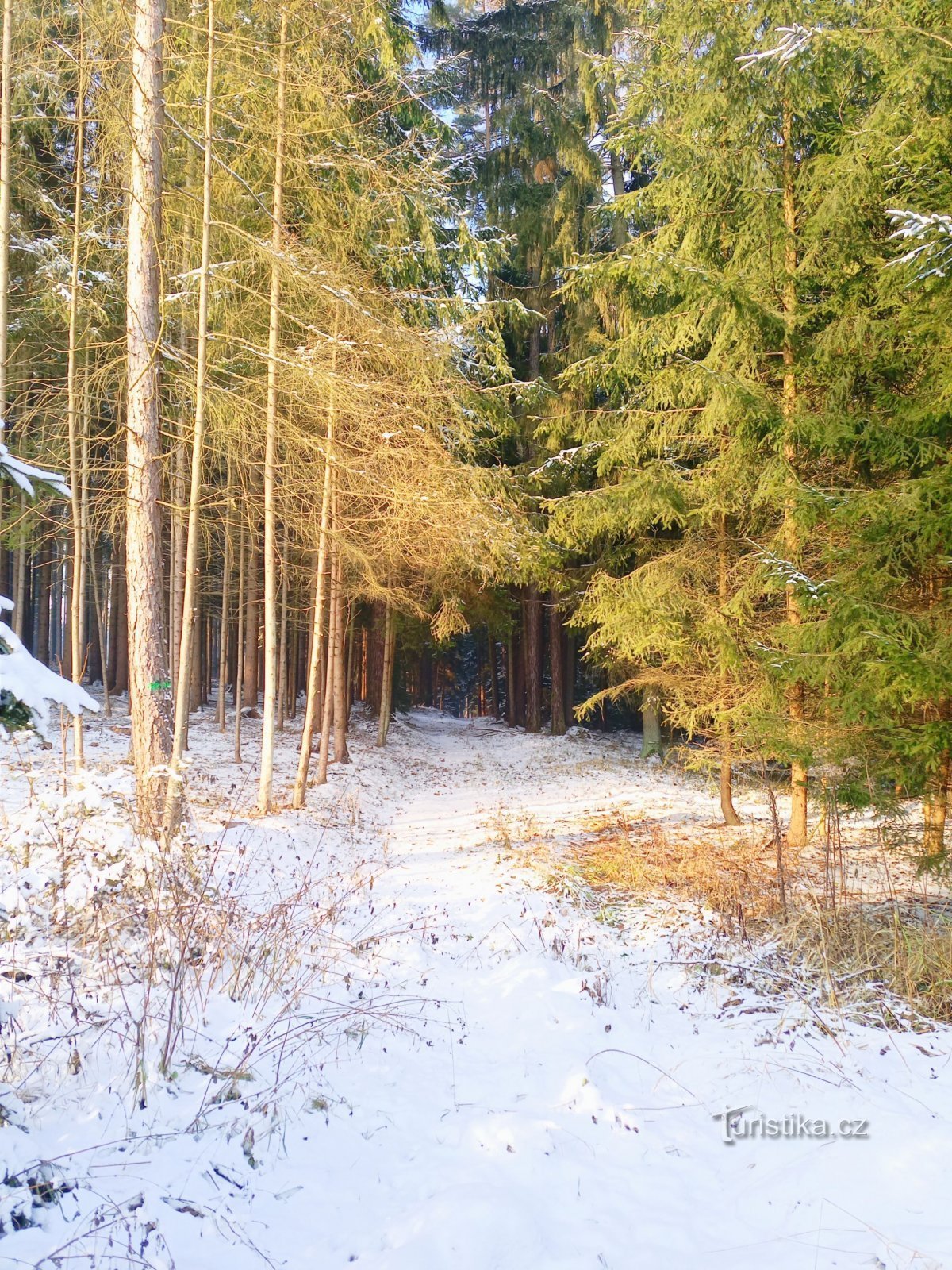 0. Krásnou zimní lesní krajinou