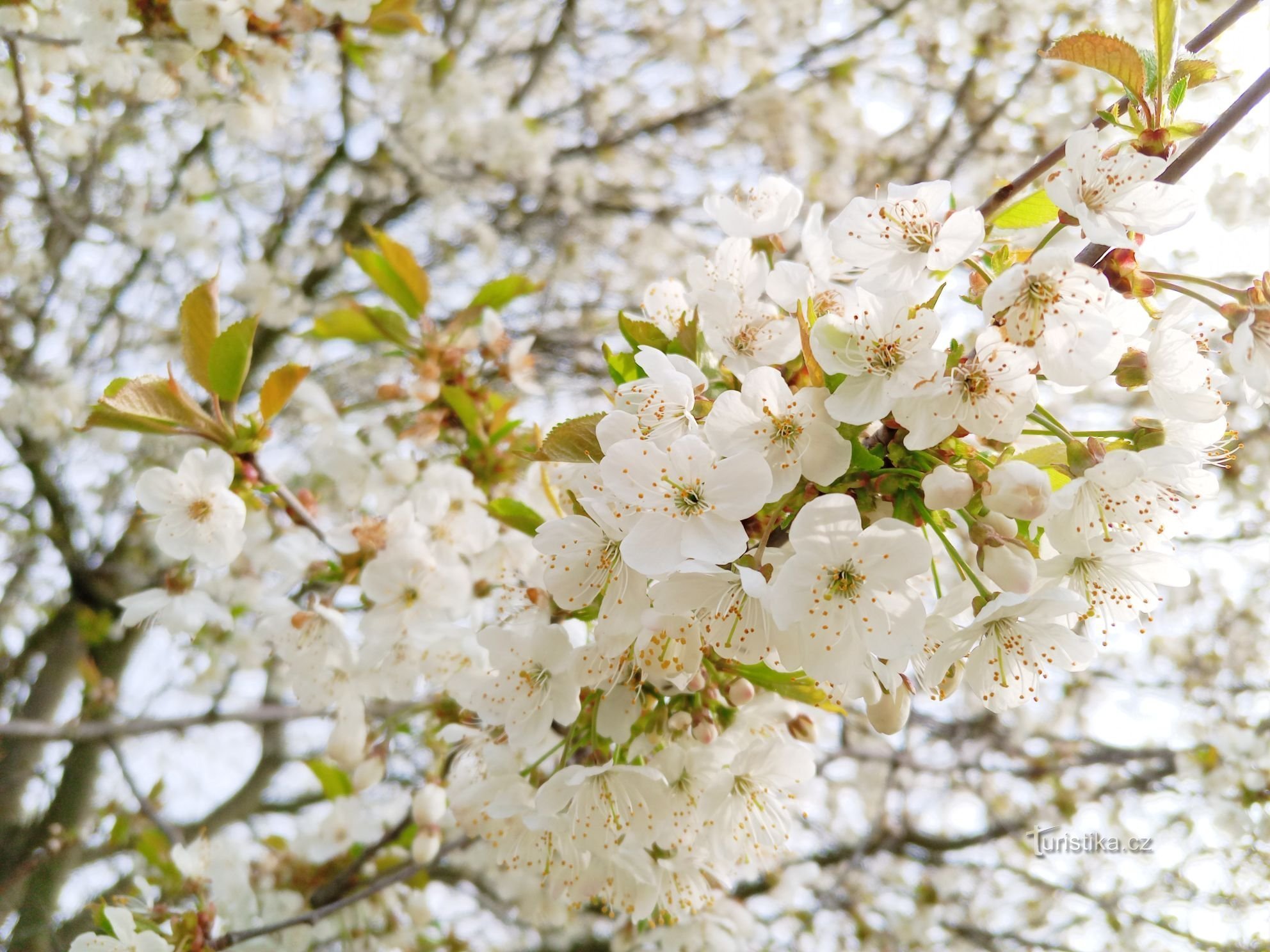 0. Blommor täckte landskapet