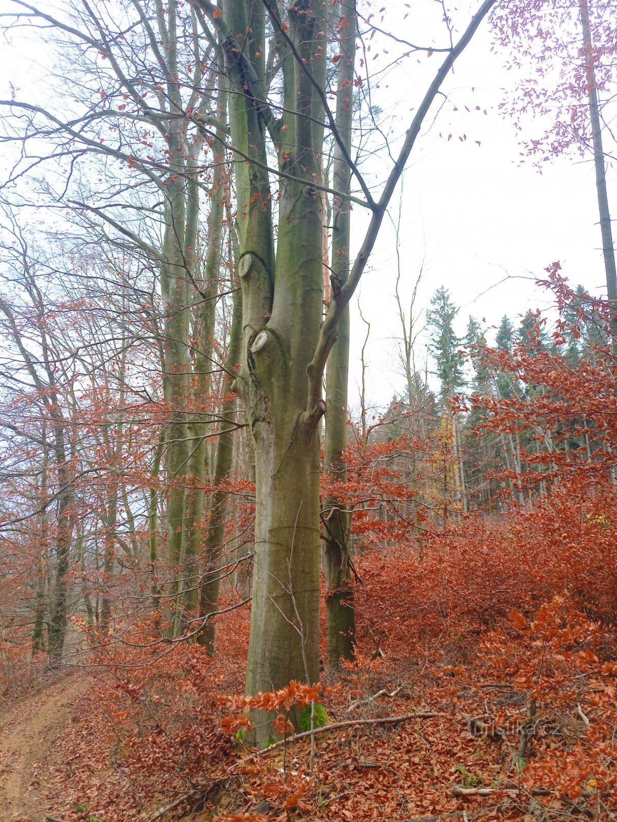 0. Autumn beech