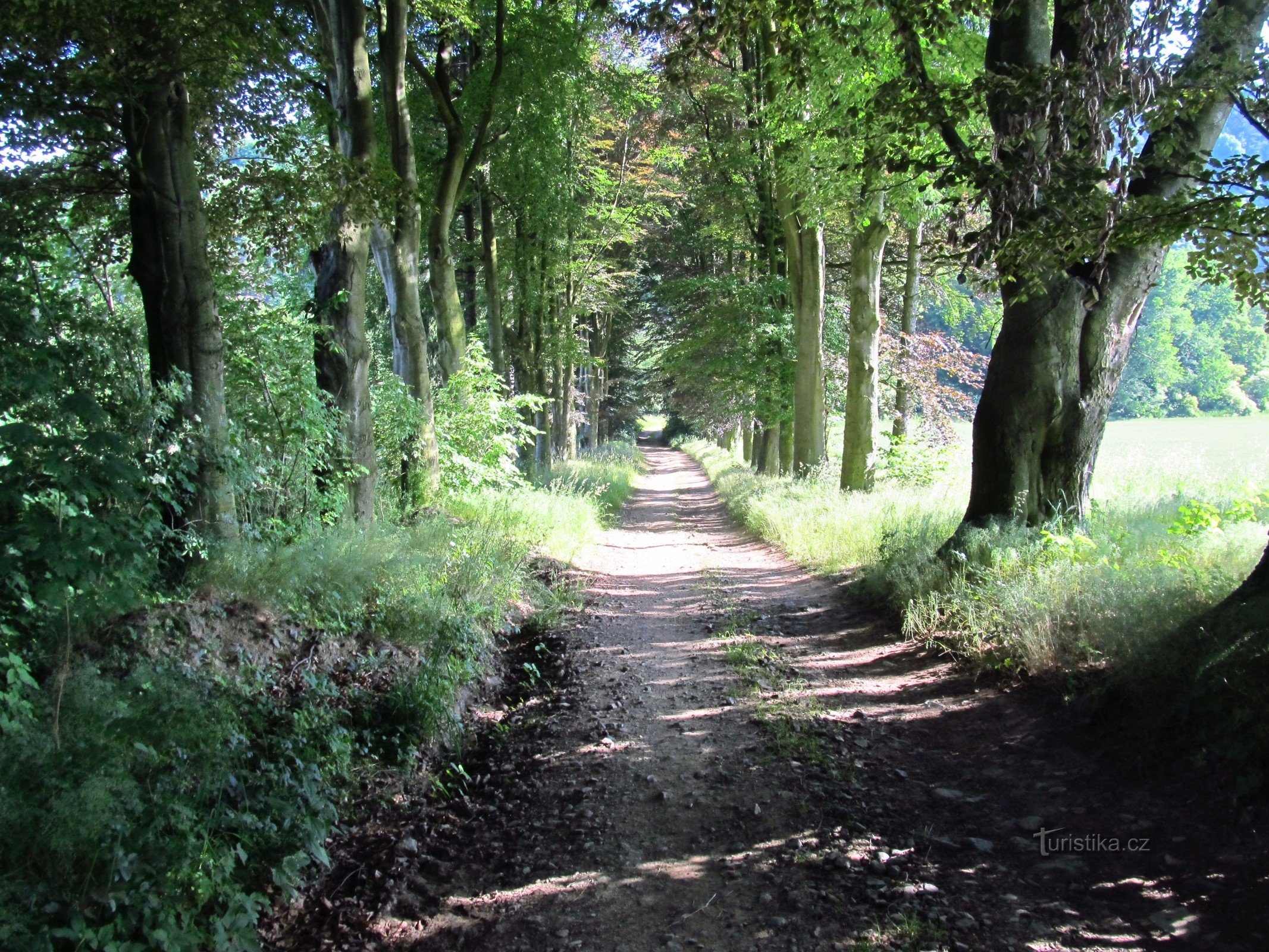 03 Chemin le long de l'allée des hêtres