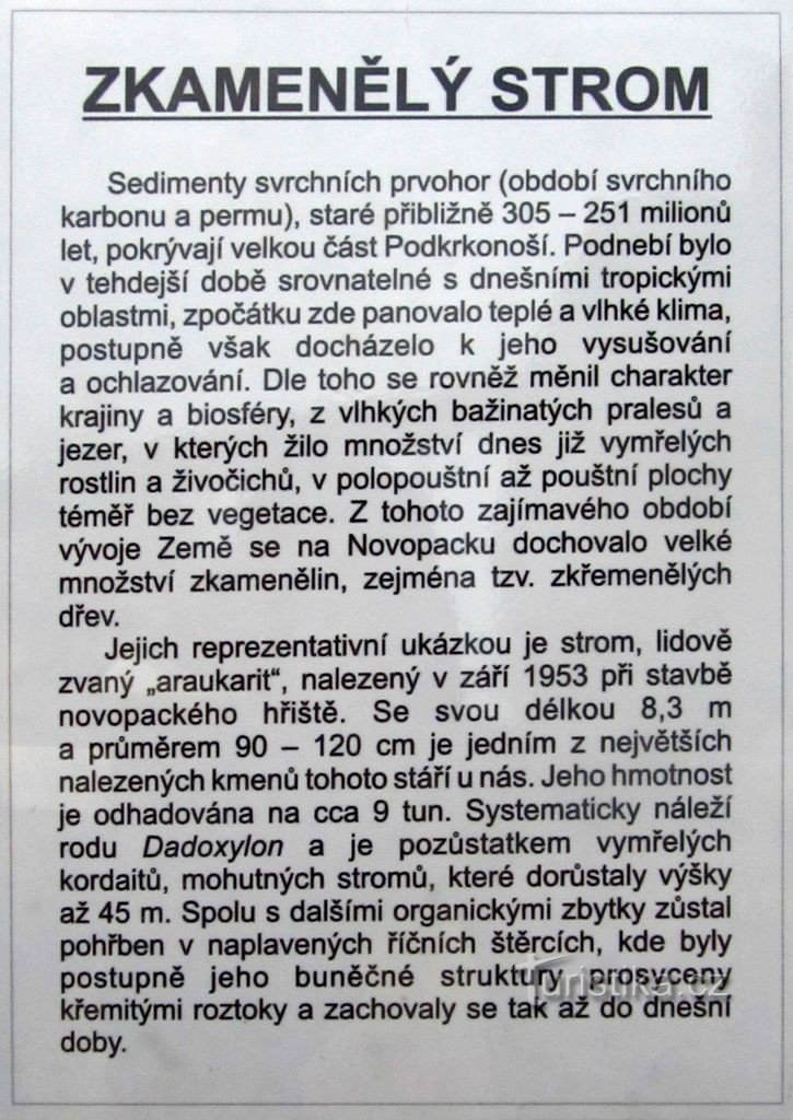 03 Informacje o skamieniałym drzewie