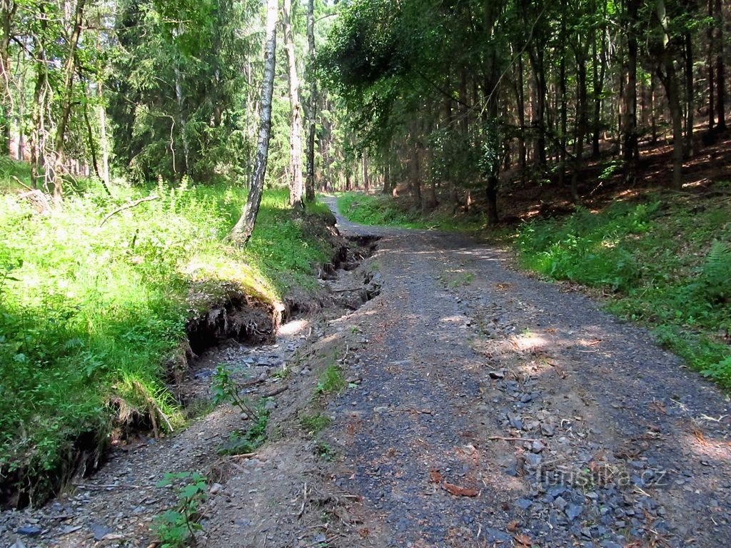 03 Gebürsteter Waldweg