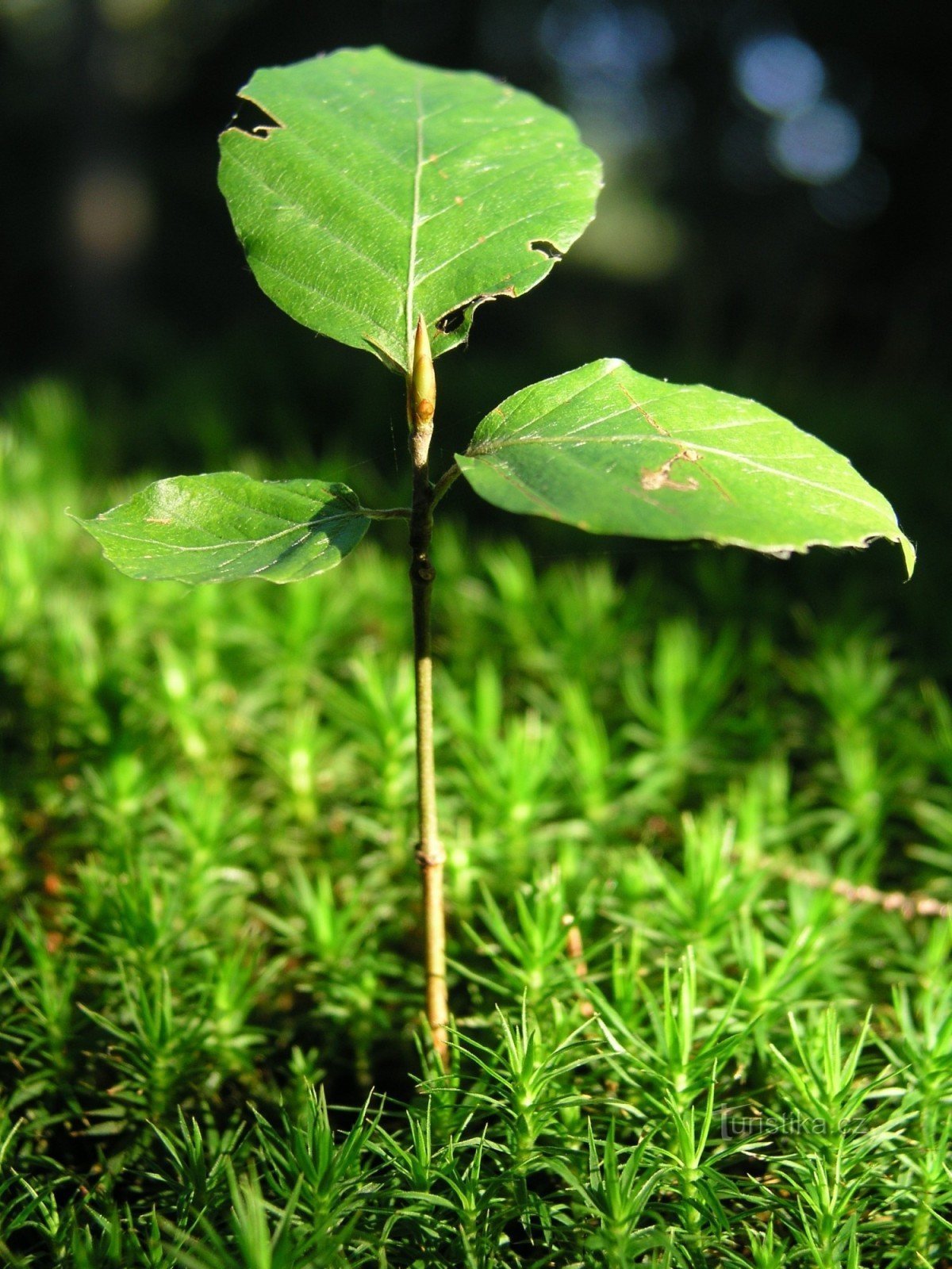 1. Beech seedling