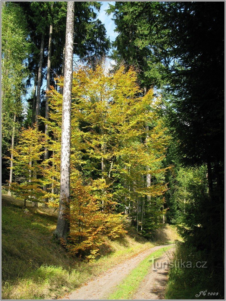 1-De reis door het Maternice-bos