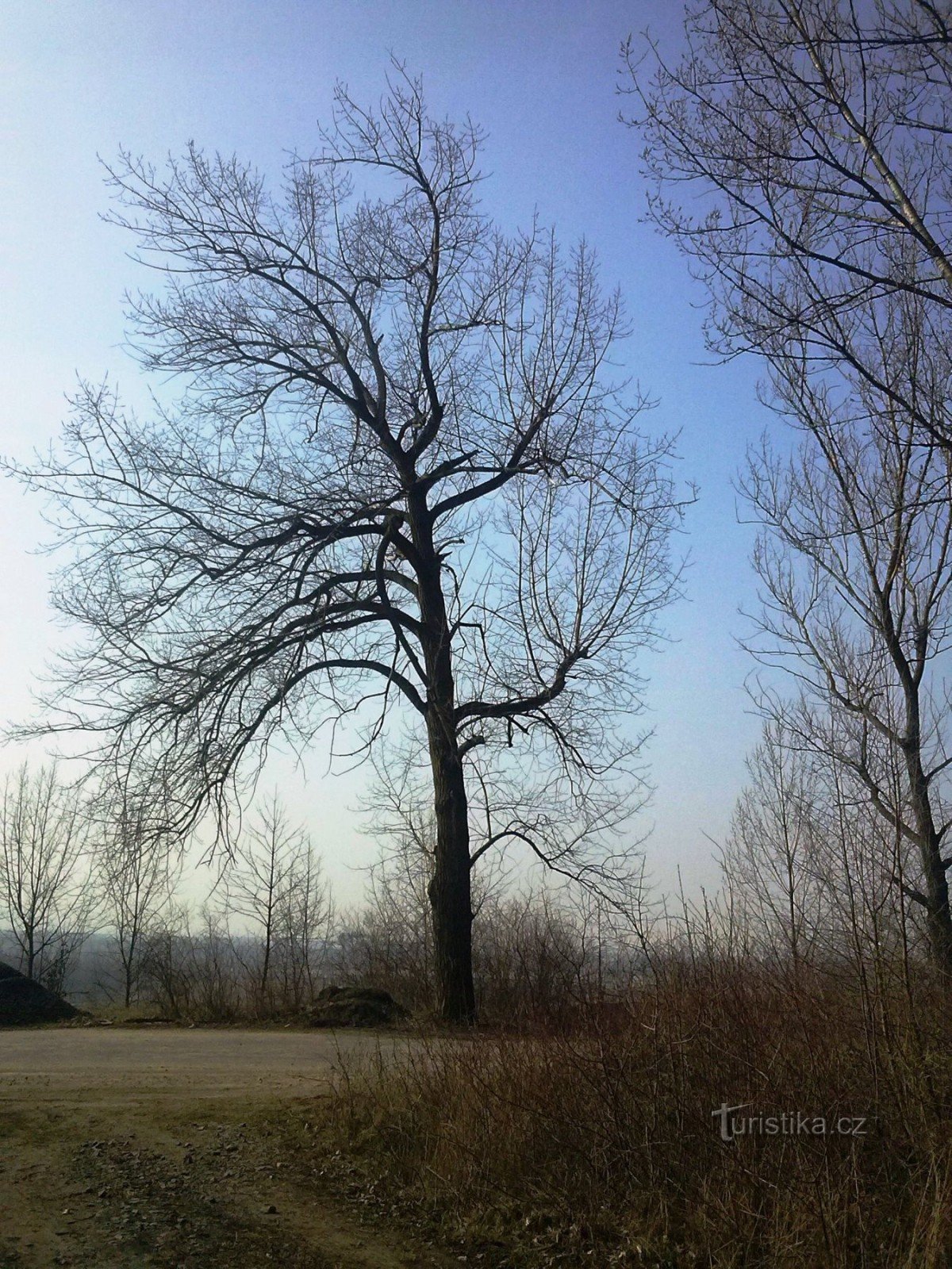 1. Un albero nel vuoto ha attirato la mia attenzione...