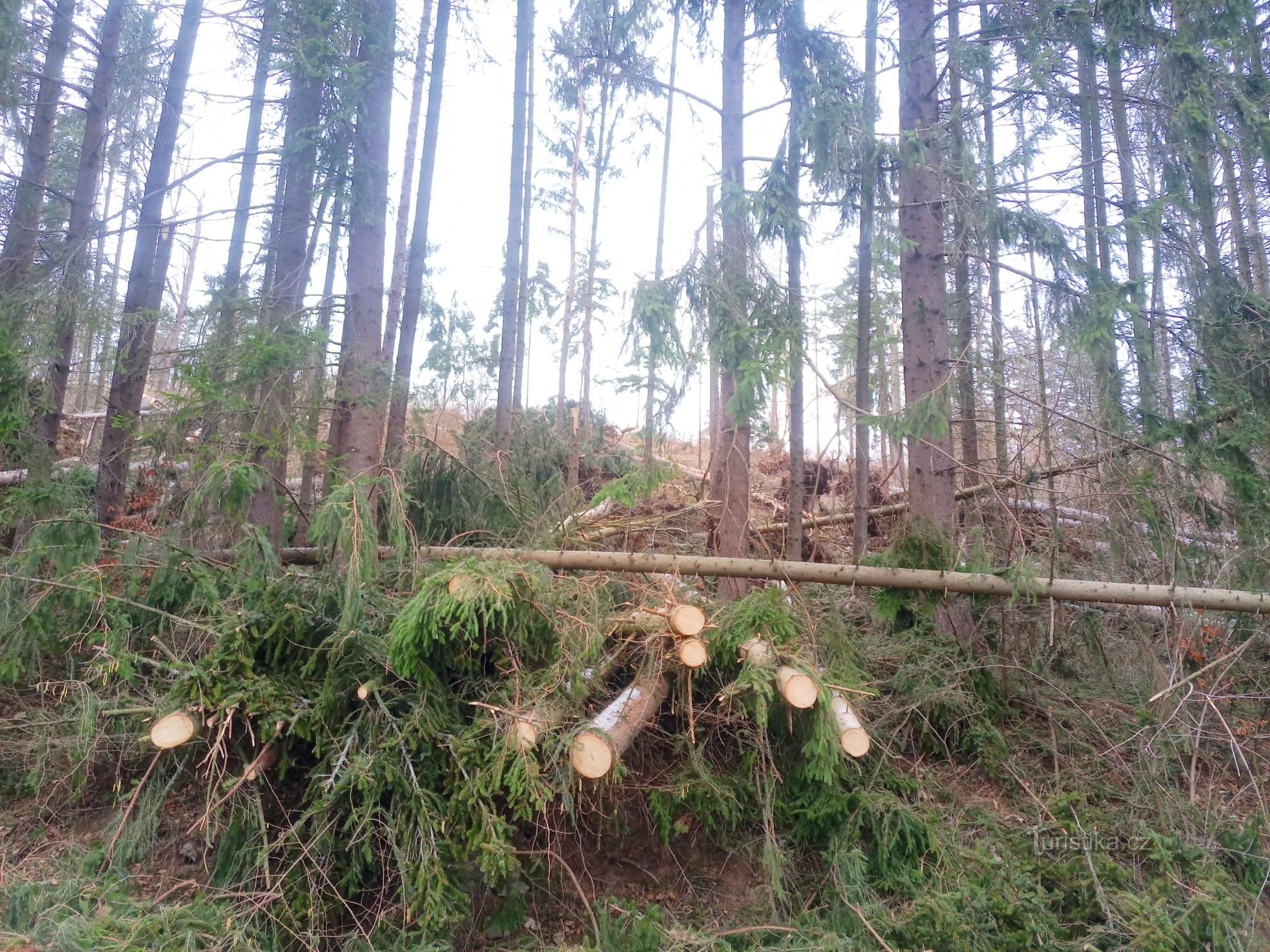 1. Dopo gli uragani della scorsa settimana, le foreste assomigliano a questo