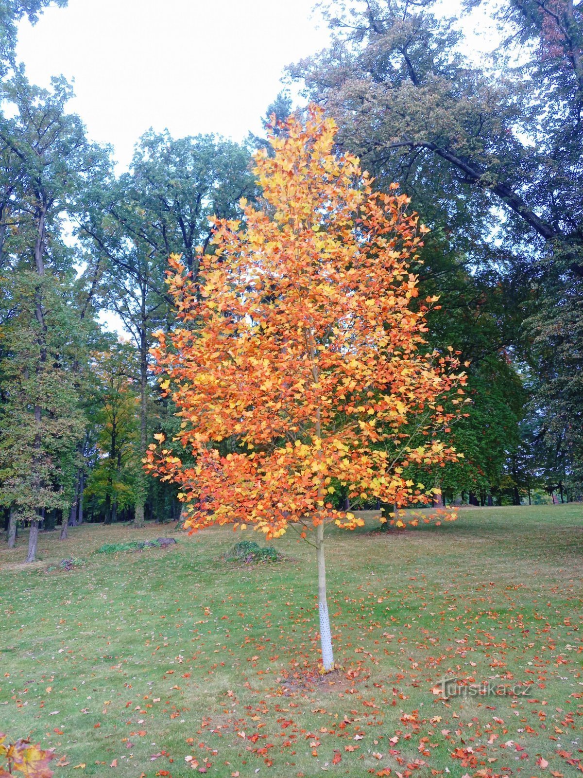 1. Autumn in Prčice Park