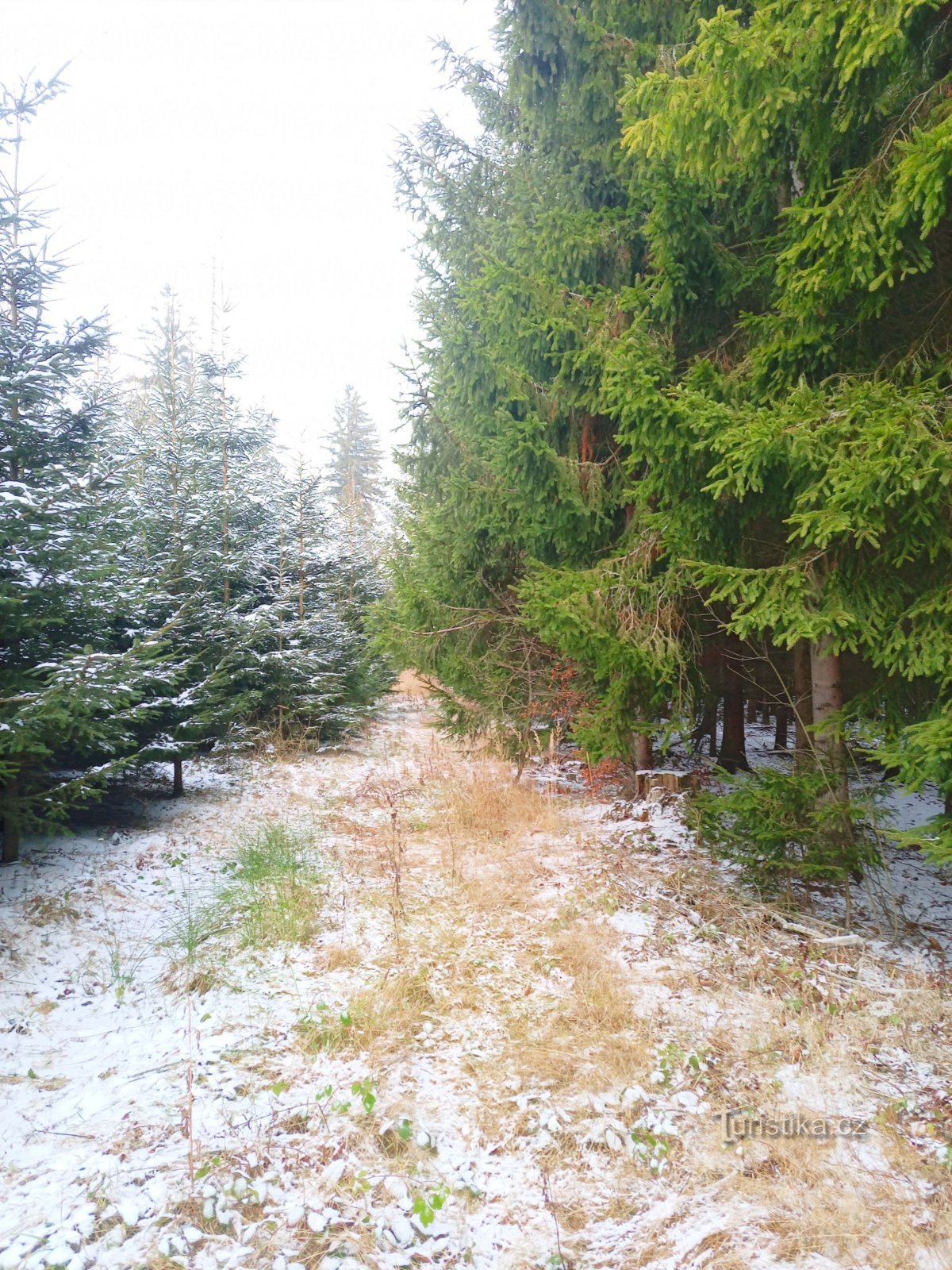 1. Tam, gdzie nie jest ścięte, jest piękne