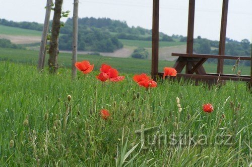 1. Wir parkten das Auto und wurden von Mohnblumen mit vielen weiteren Knospen begrüßt ...