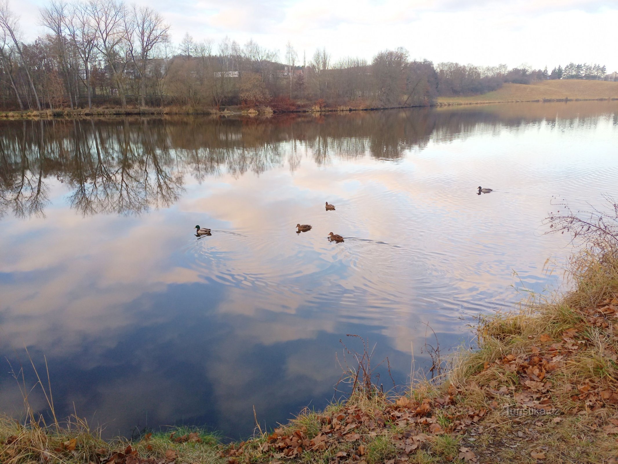 2. Les canards nageaient sur le barrage