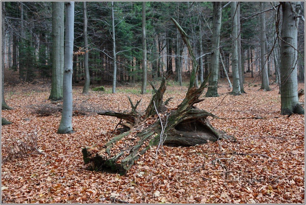 2-Skogen runt vägvisaren