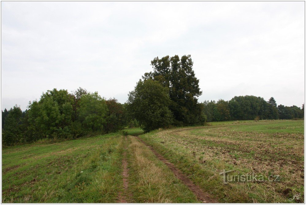 2-Le tilleul mémorial au-dessus de Lomnica