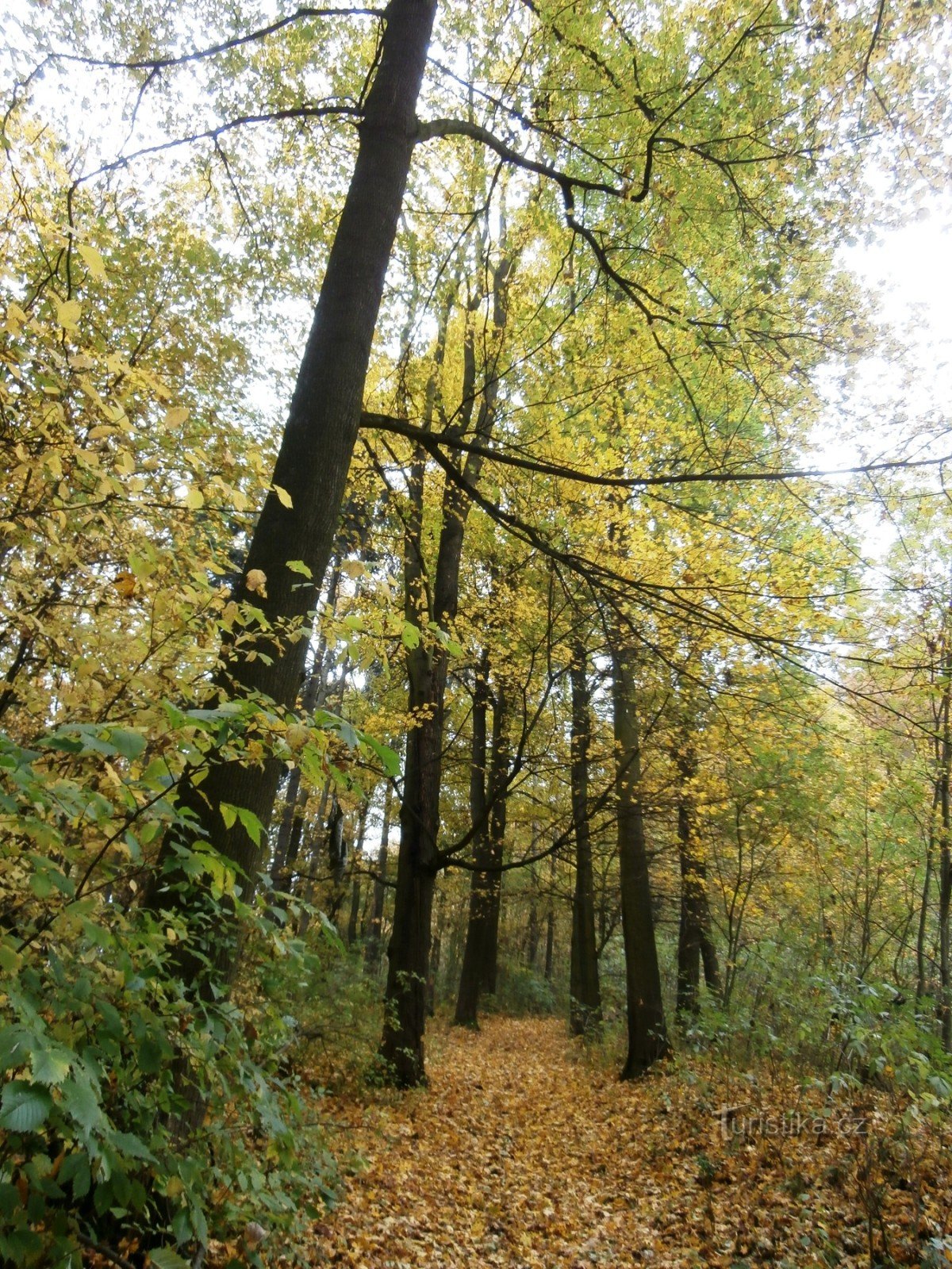 2. Herfst kleurt de bladeren...