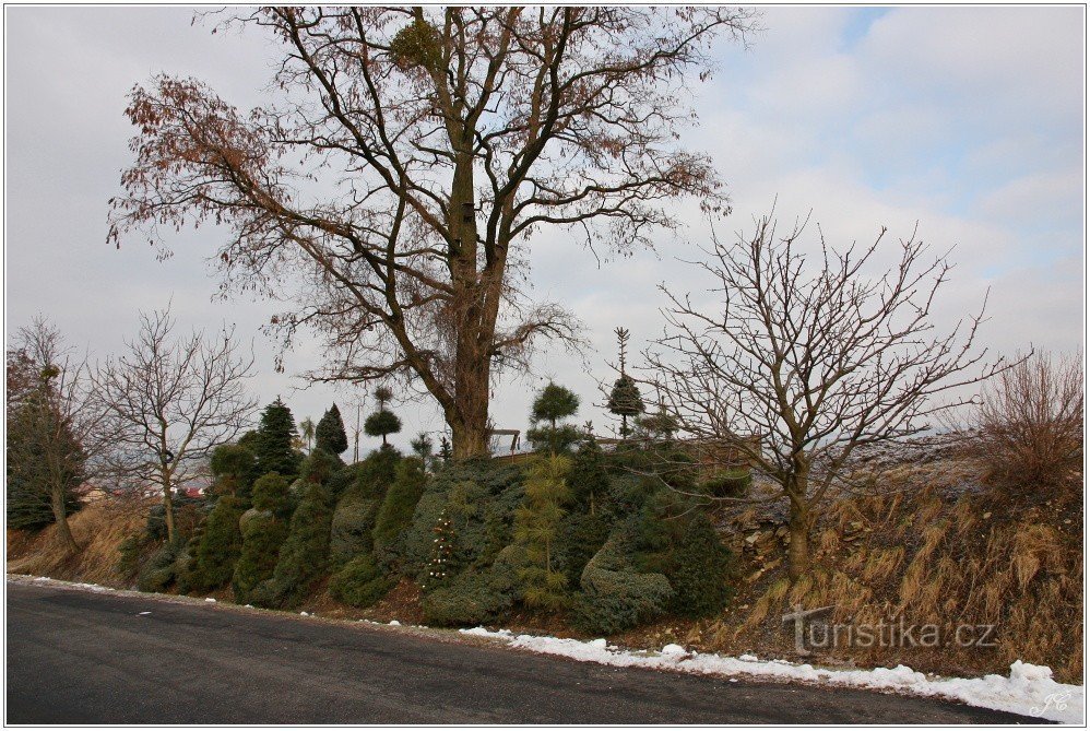 2-Trees by the road