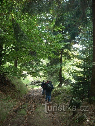 2. Vi gik ind i skoven...vi går langs stien