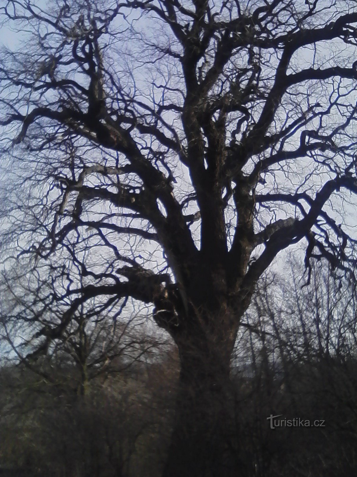 2. Žižk's oak in the Uhřice nature reserve.