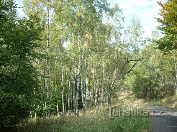 3. Birches light up the forest...