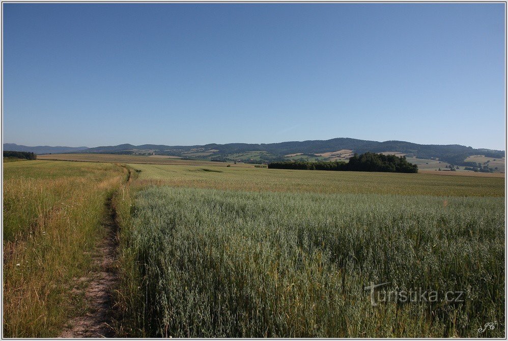 3-montañas de arce de tilo