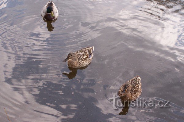 3. Le canard et une partie de son harem...