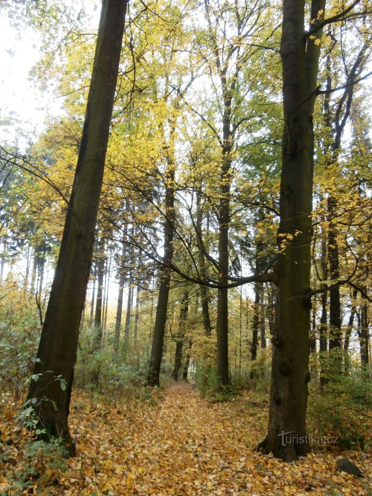 3. An avenue of trees leads to the castle