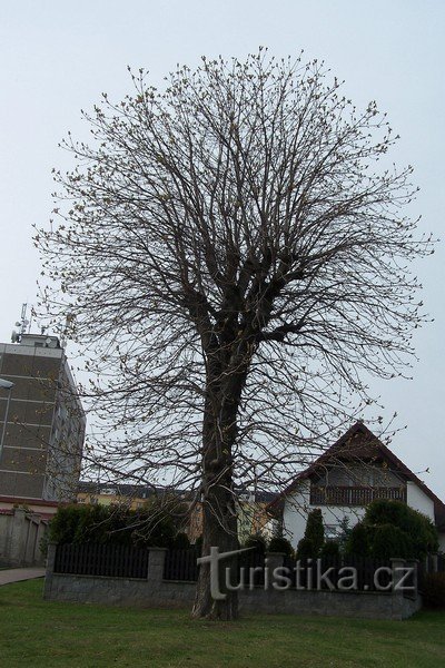 3. Prachtig gevormde boomkroon...