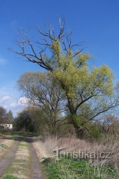 3. Der sterbende Baum ...