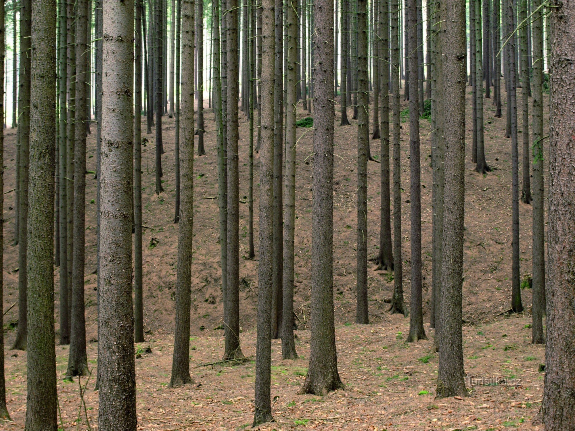 3. Monoculture d'épicéa où peu pousse