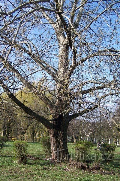 3. Pomul bătrân...