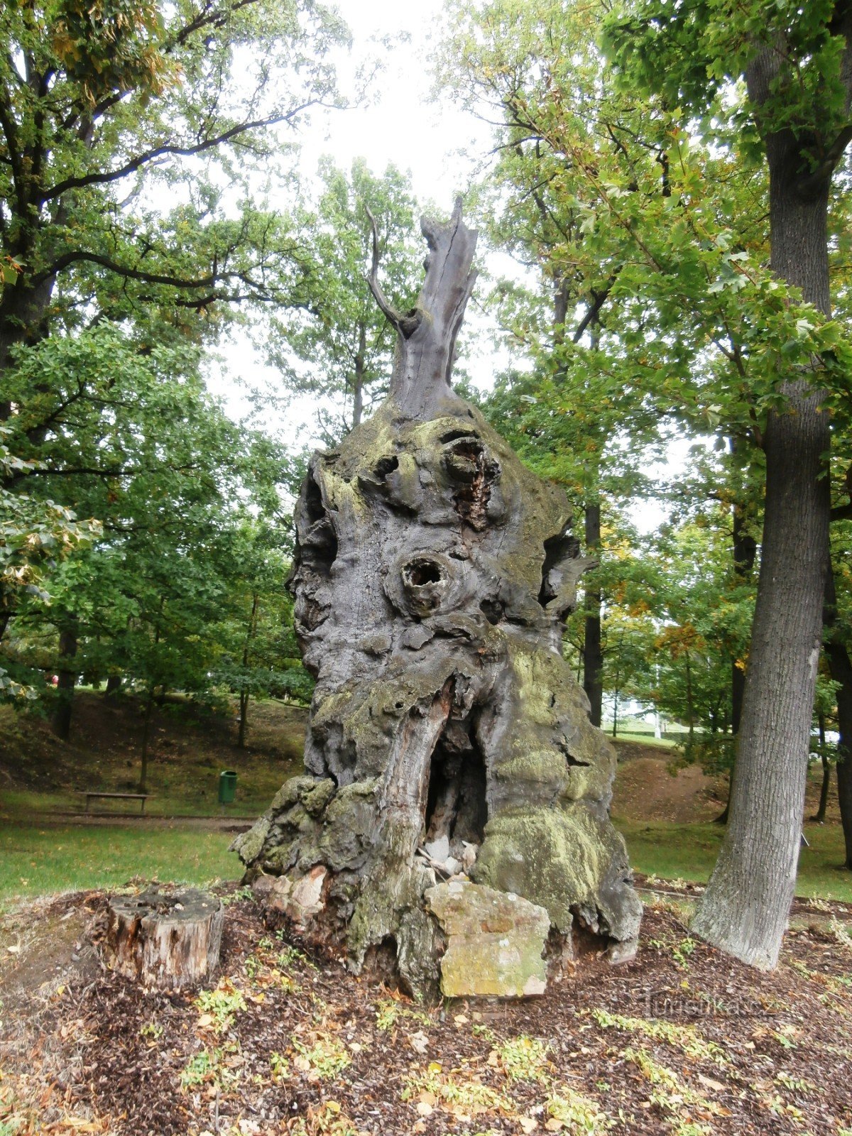 3. Torso of an oak tree