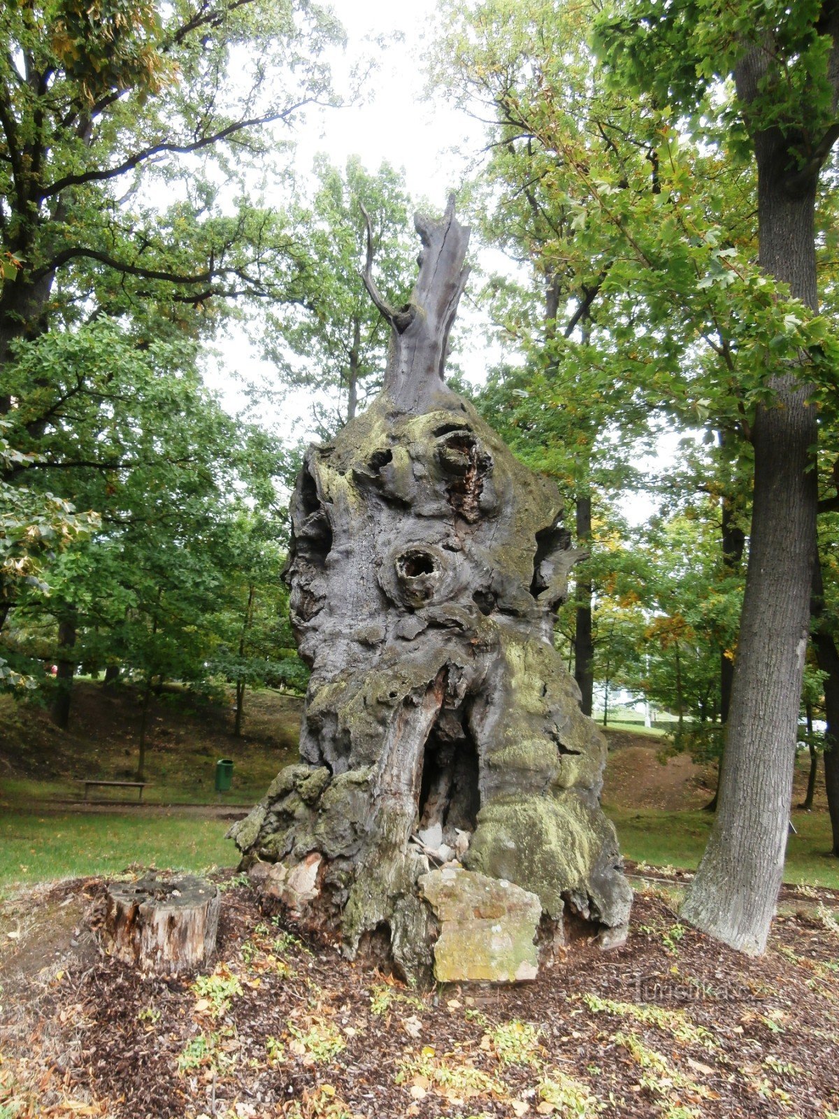 3. Torso di quercia