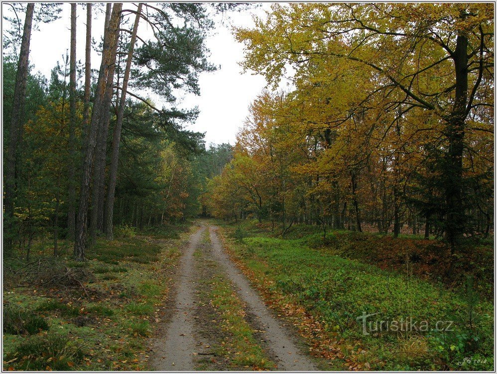 3-Derrière Albrechtice nad Orlicí