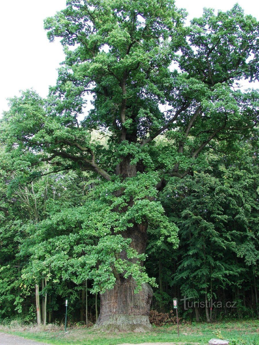 樹齢900年のオーク