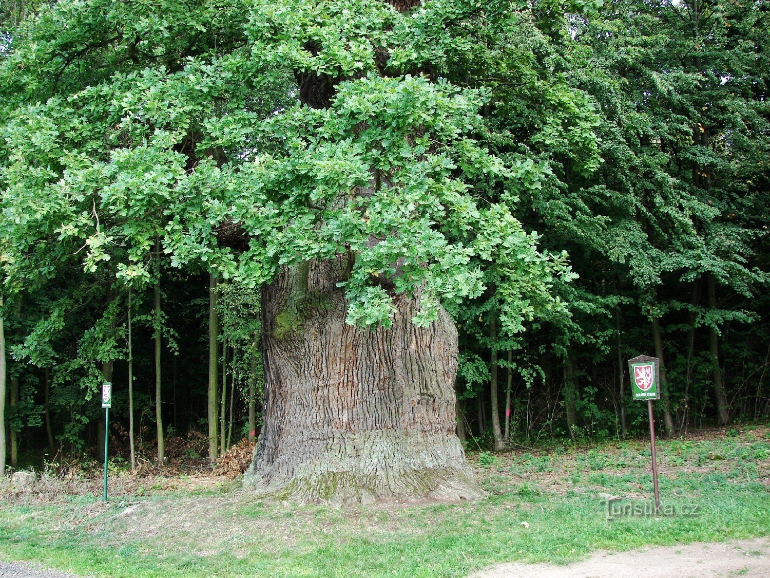 樹齢900年のオーク