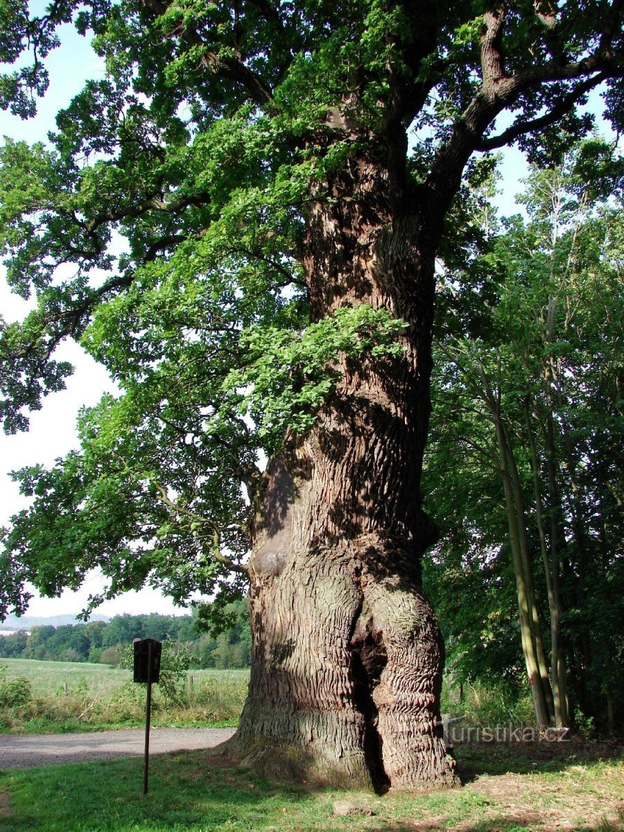 Chêne de 900 ans