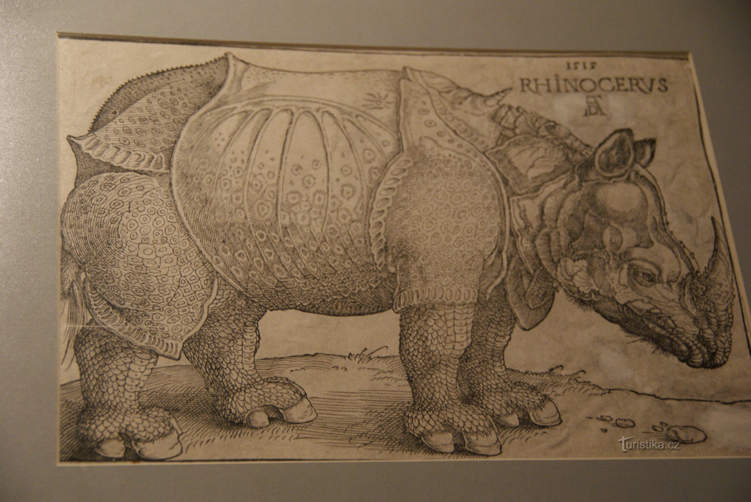 A. Dürer - 犀牛