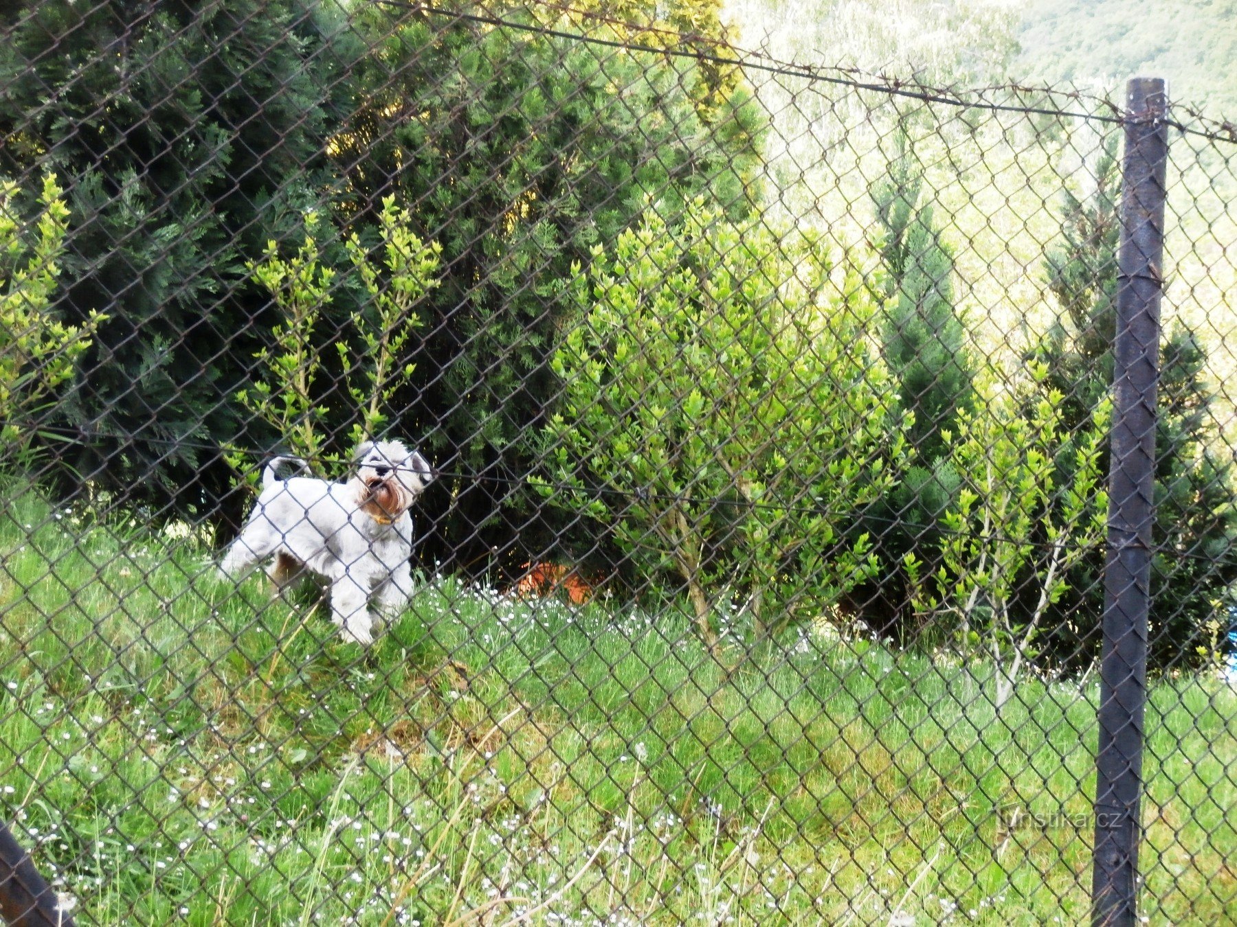 そしてすぐに犬がフェンスの後ろに飛びかかってきました...