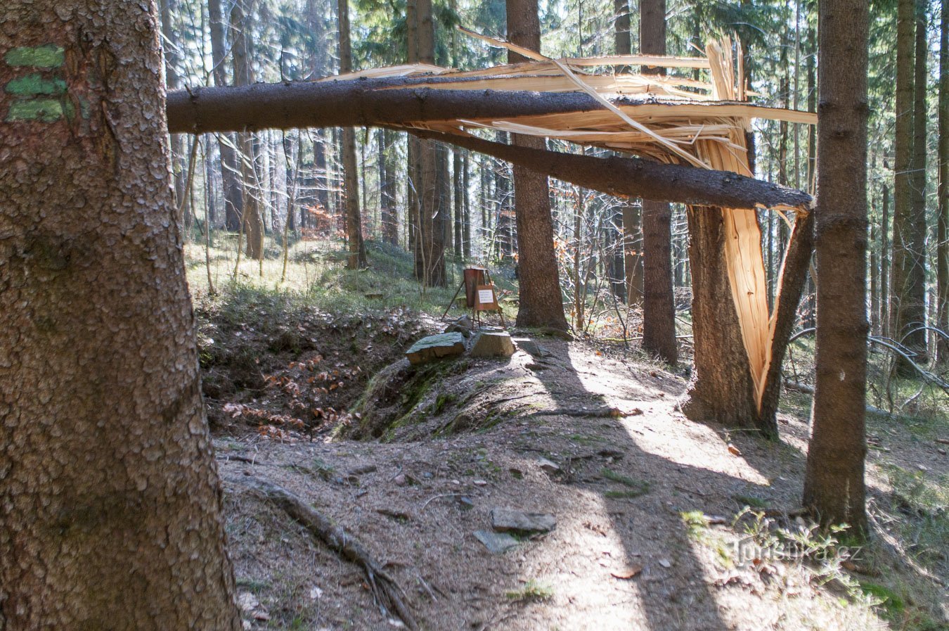 E un albero è caduto su quello