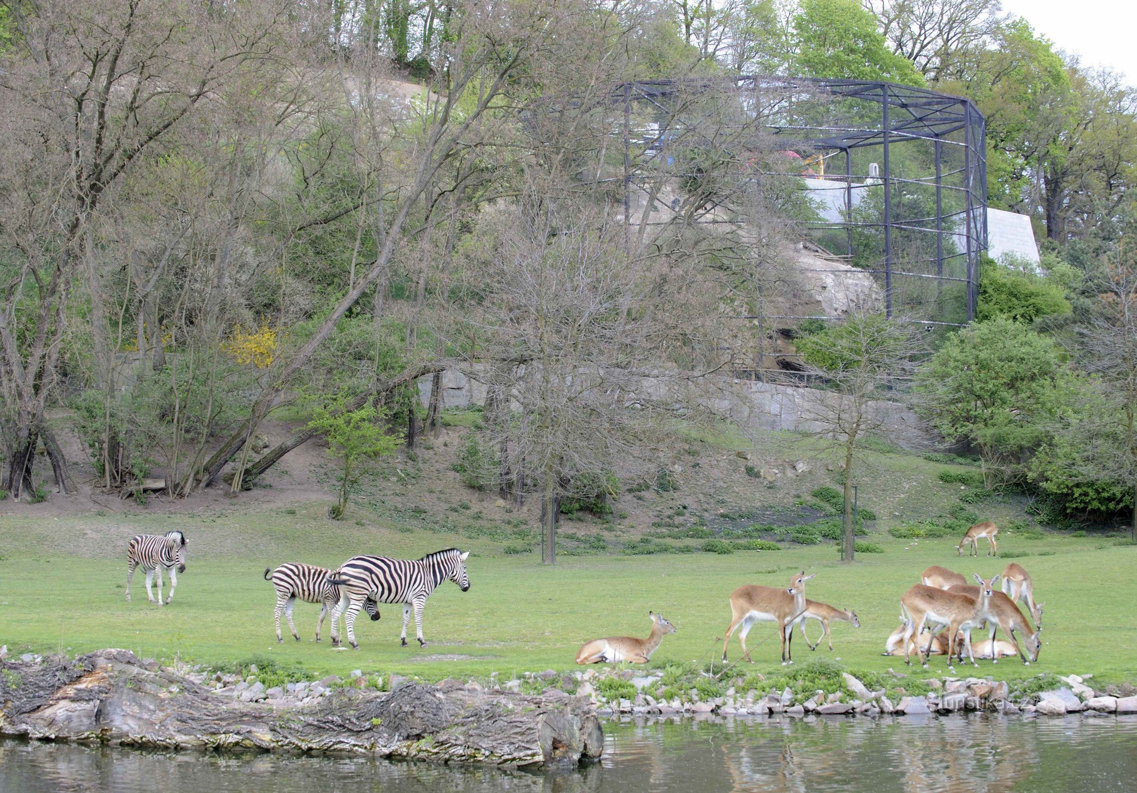 Afriški paddock