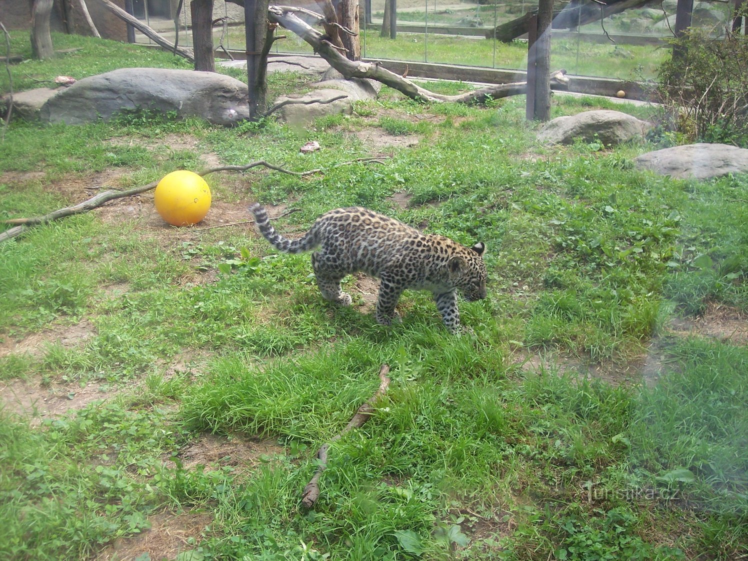 Tiere spielen auch gerne